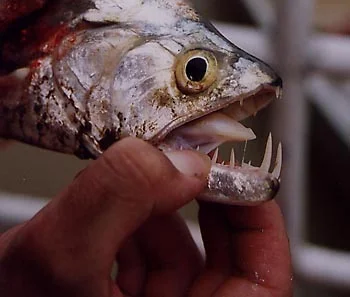 Name:  fish-teeth.jpg
Views: 414
Size:  18.6 KB