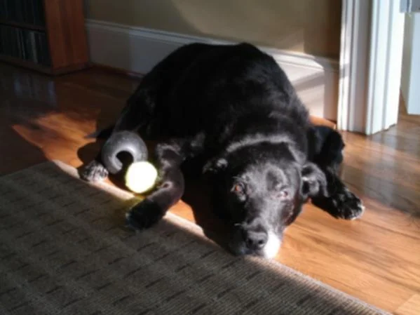 Name:  Best Old Dog.jpg
Views: 44
Size:  28.3 KB