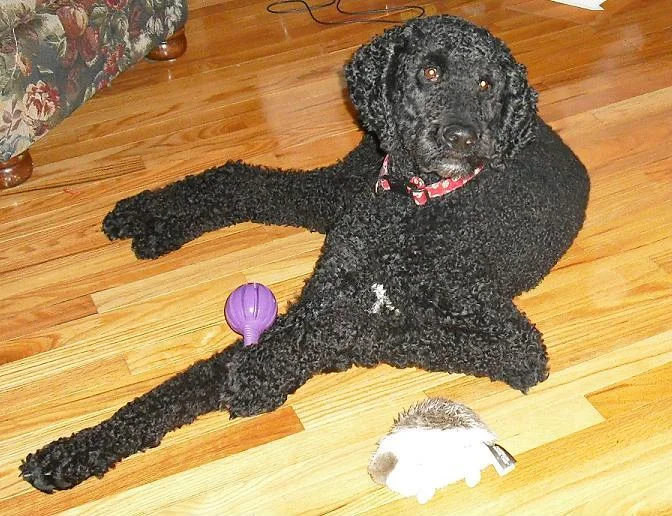 What kind of dog breed do you have? - Page 4