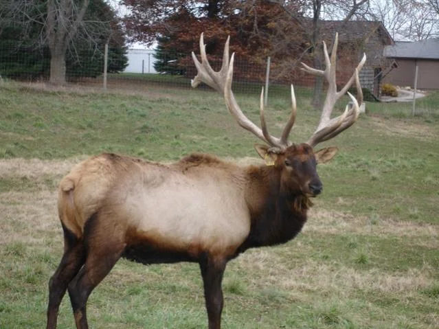 Name:  Farm Elk.jpg
Views: 51
Size:  54.2 KB