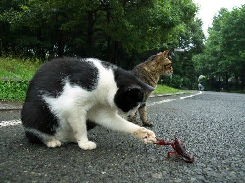 attachment.php