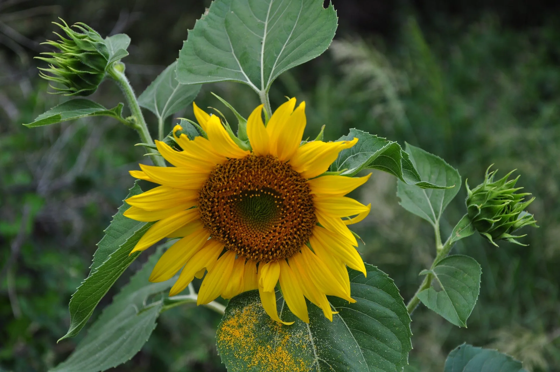 001.webp