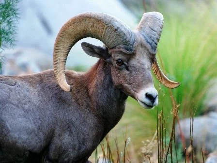 07Nov Anza Borrego Desert Bighorn Sheep (W) vne.webp