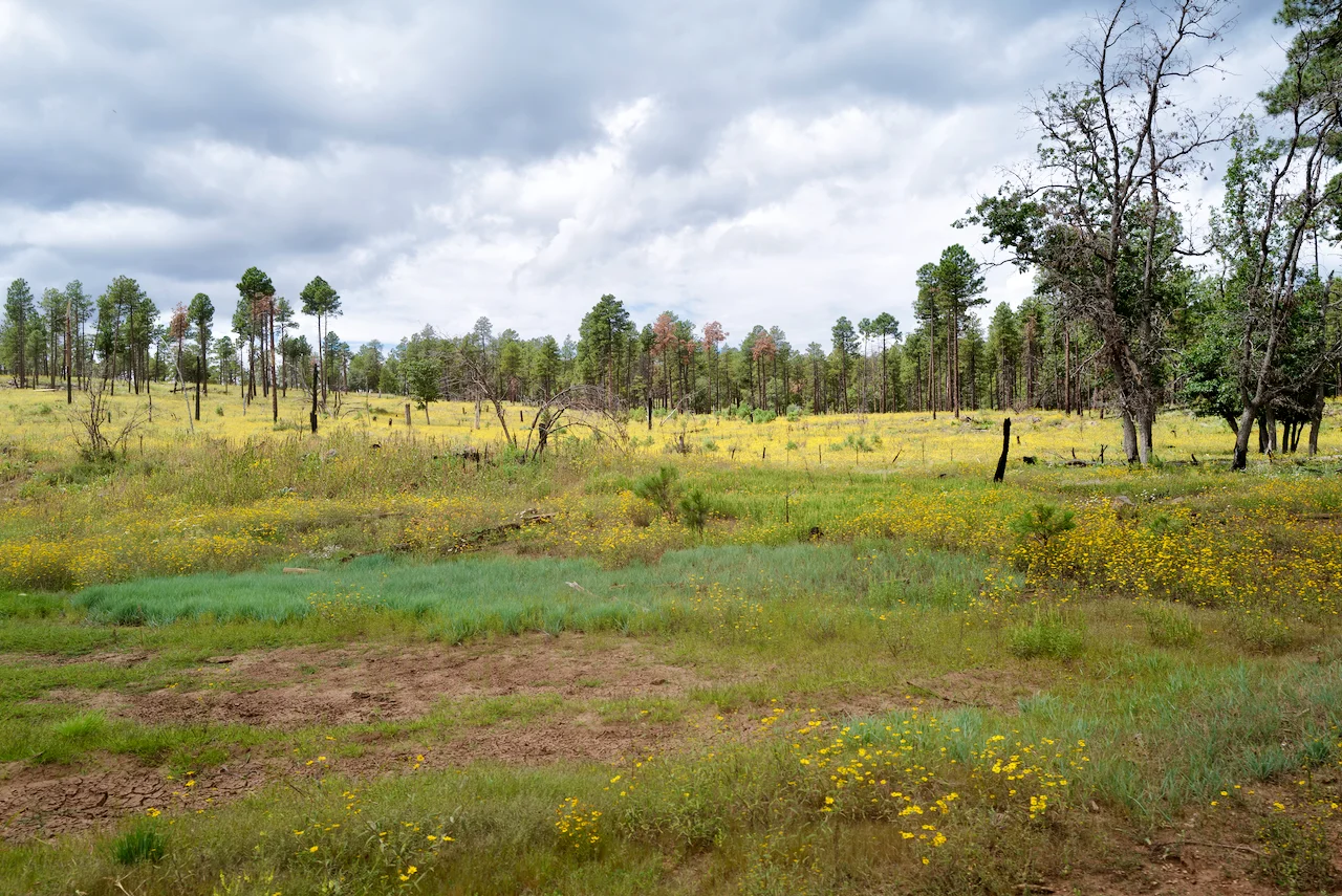 11 Casner Field of Flowers.webp