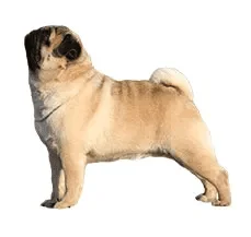 1609424891518.webp