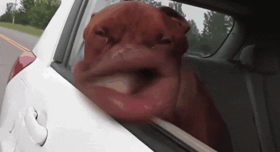 1623632387535.gif