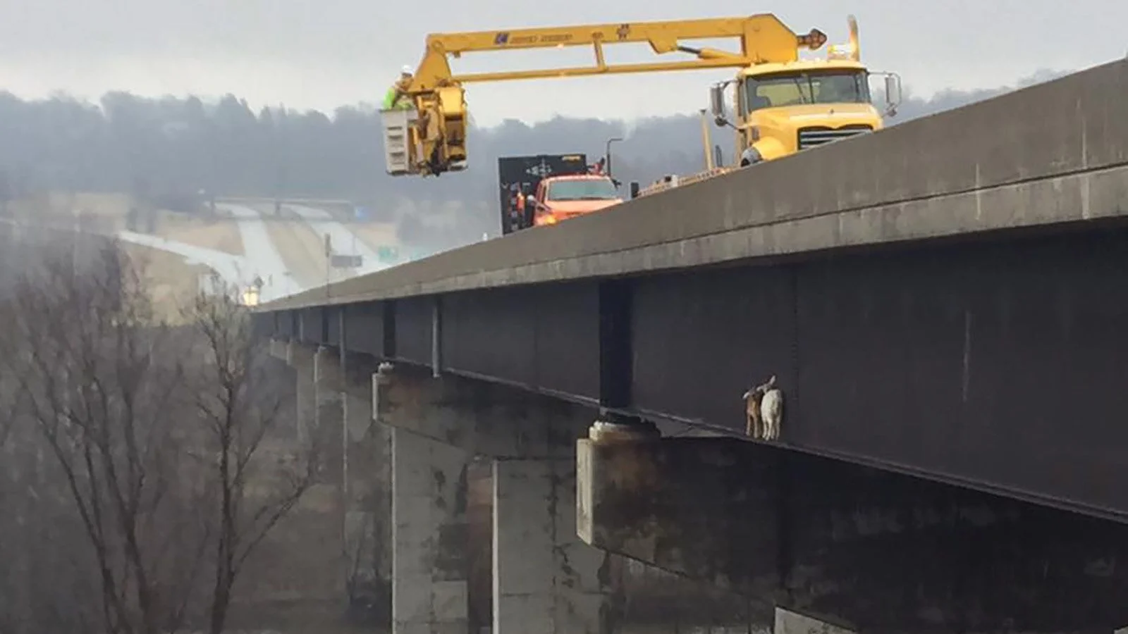 180405132620-01-goats-on-bridge.webp