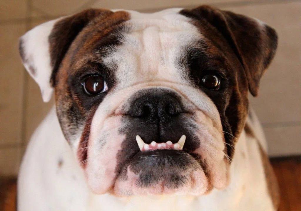 20-dogs-who-rock-their-underbite.webp