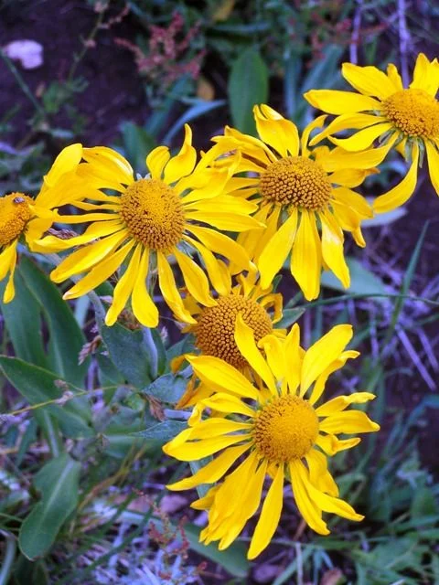 20090726_7.JPG