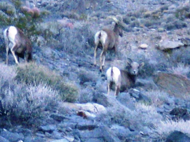 20140204_B_bighorn sheep.webp