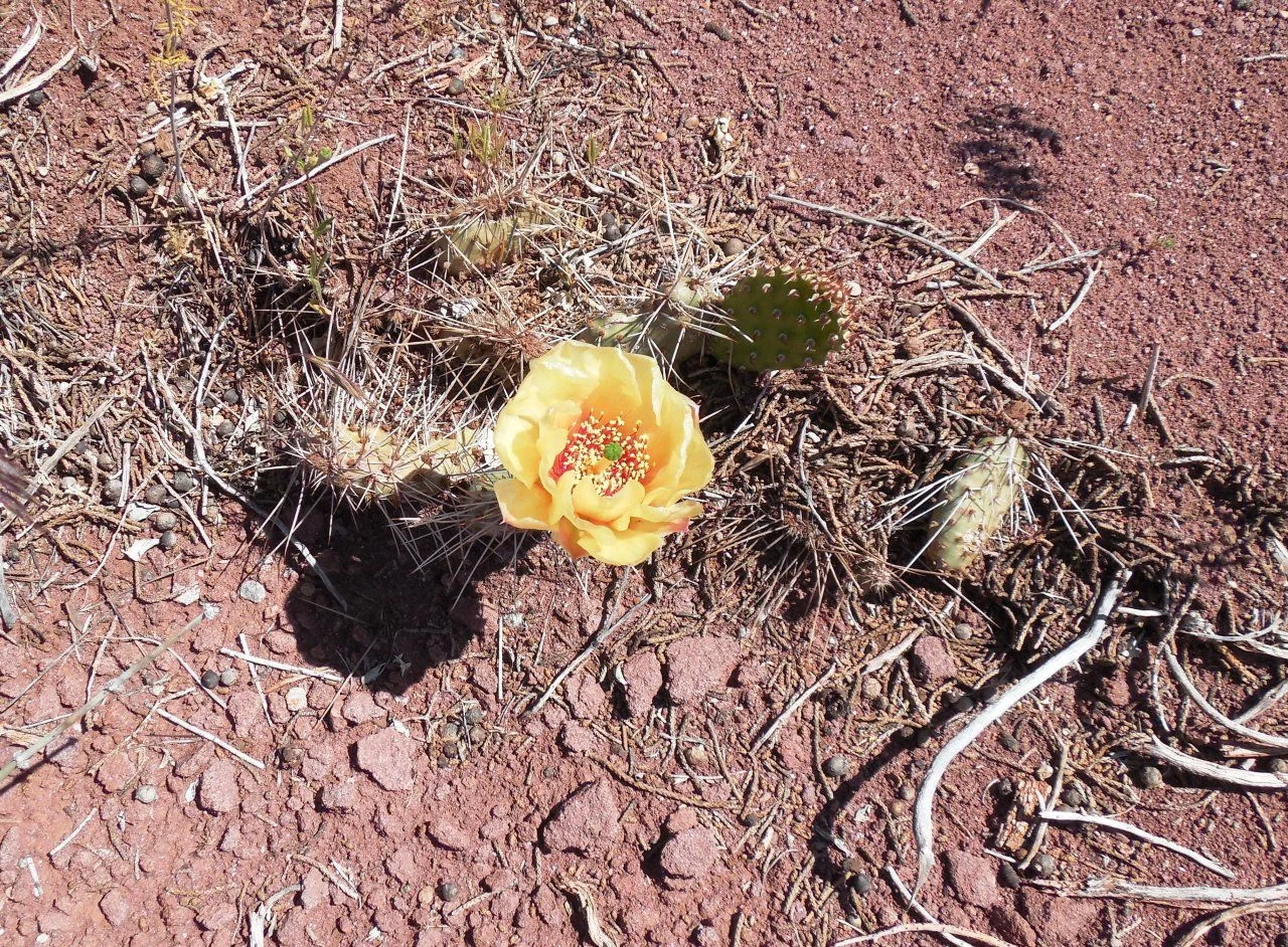 20140513_Q_Onion Creek Road Camp.webp