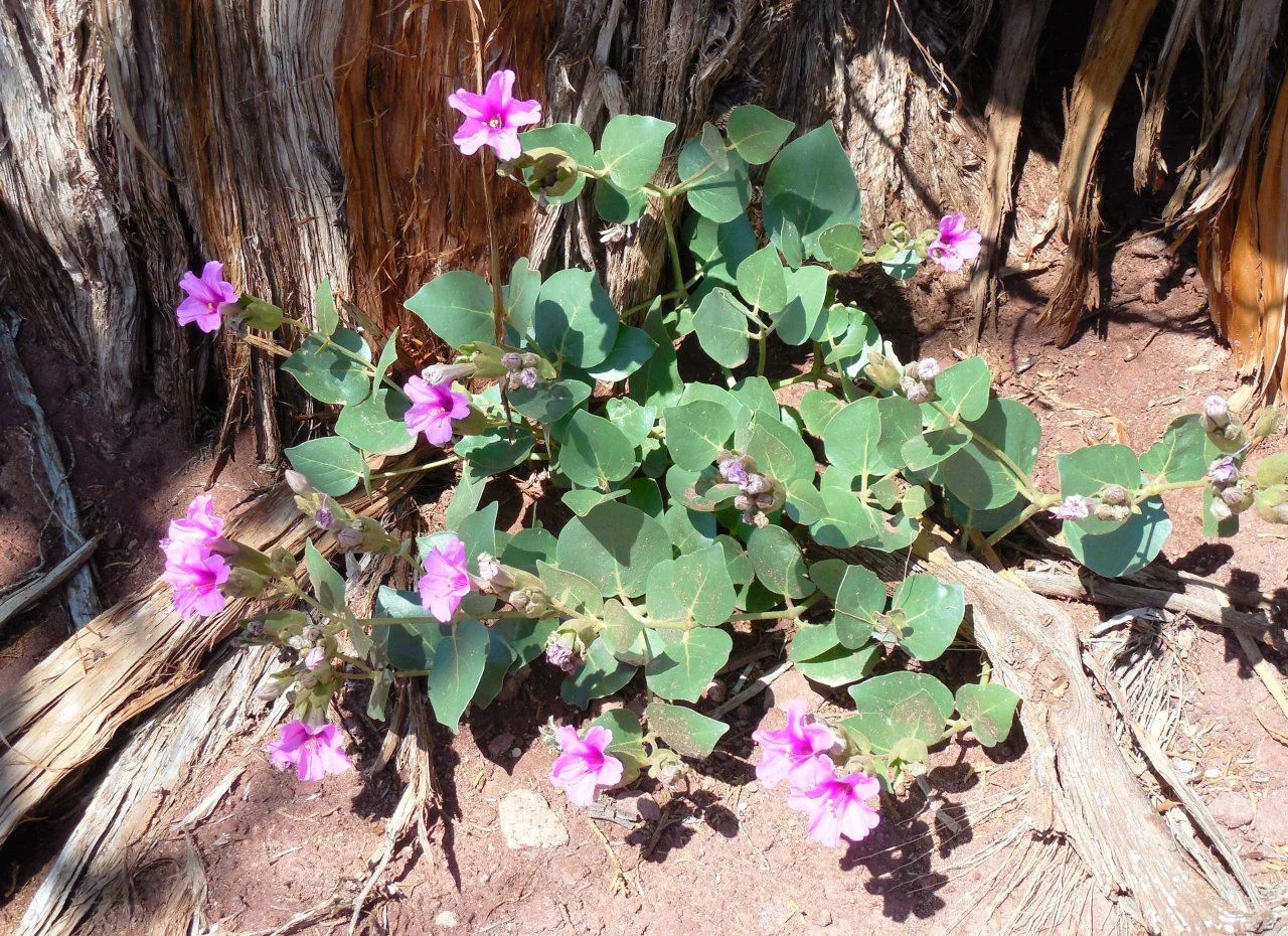 20140513_R_Onion Creek Road Camp.webp