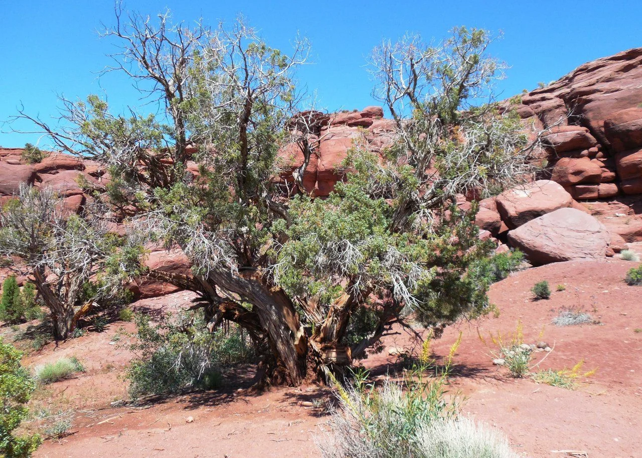20140513_S_Onion Creek Road Camp.webp