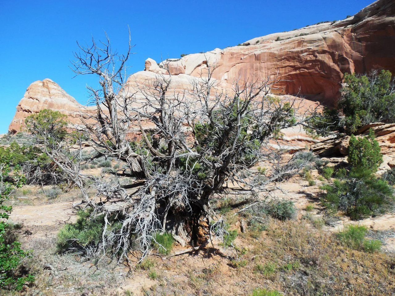 20140520_C_Dolores River Overlook Road.webp
