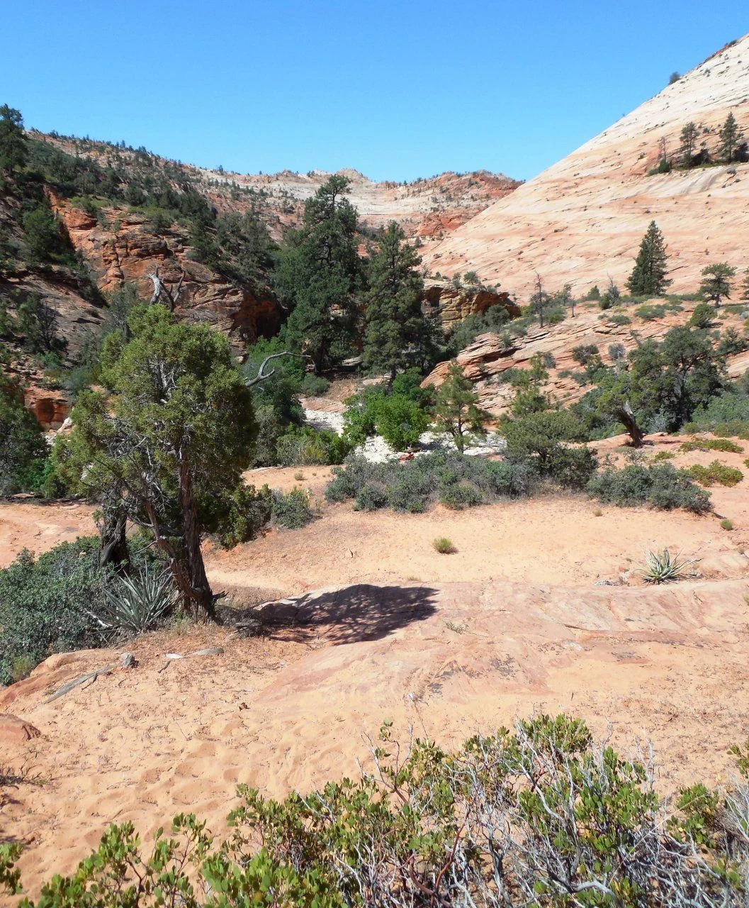 20140609_H_Zion National Park.webp