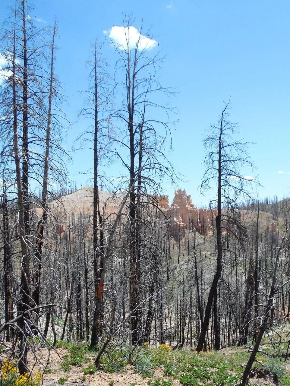 20140610_E_Dixie NF.webp