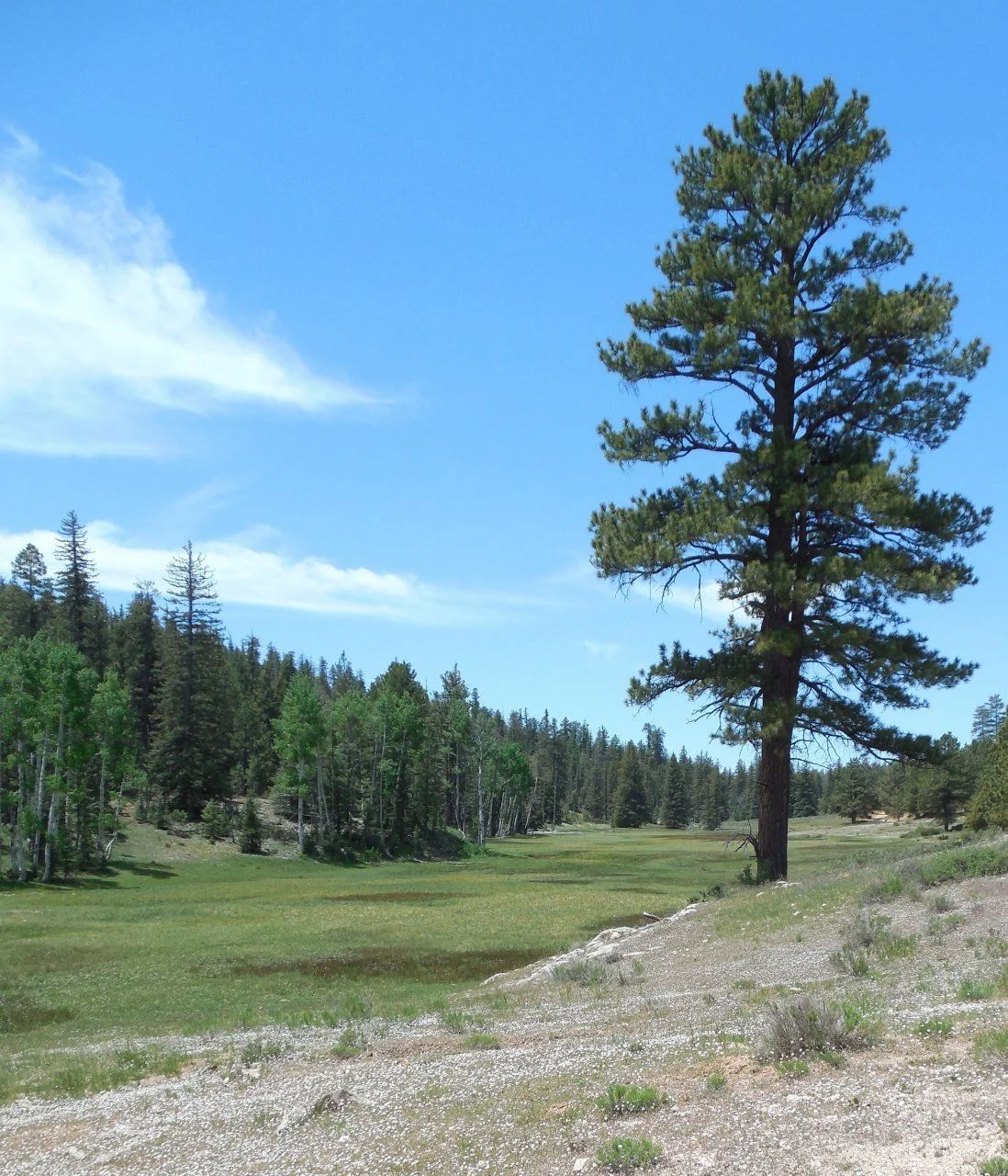 20140610_H_Swains Creek Valley.webp