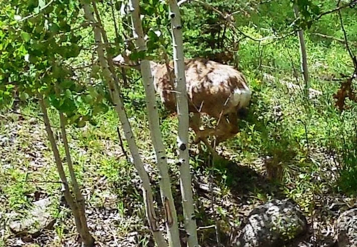 20140611_O_Dixie NF.webp