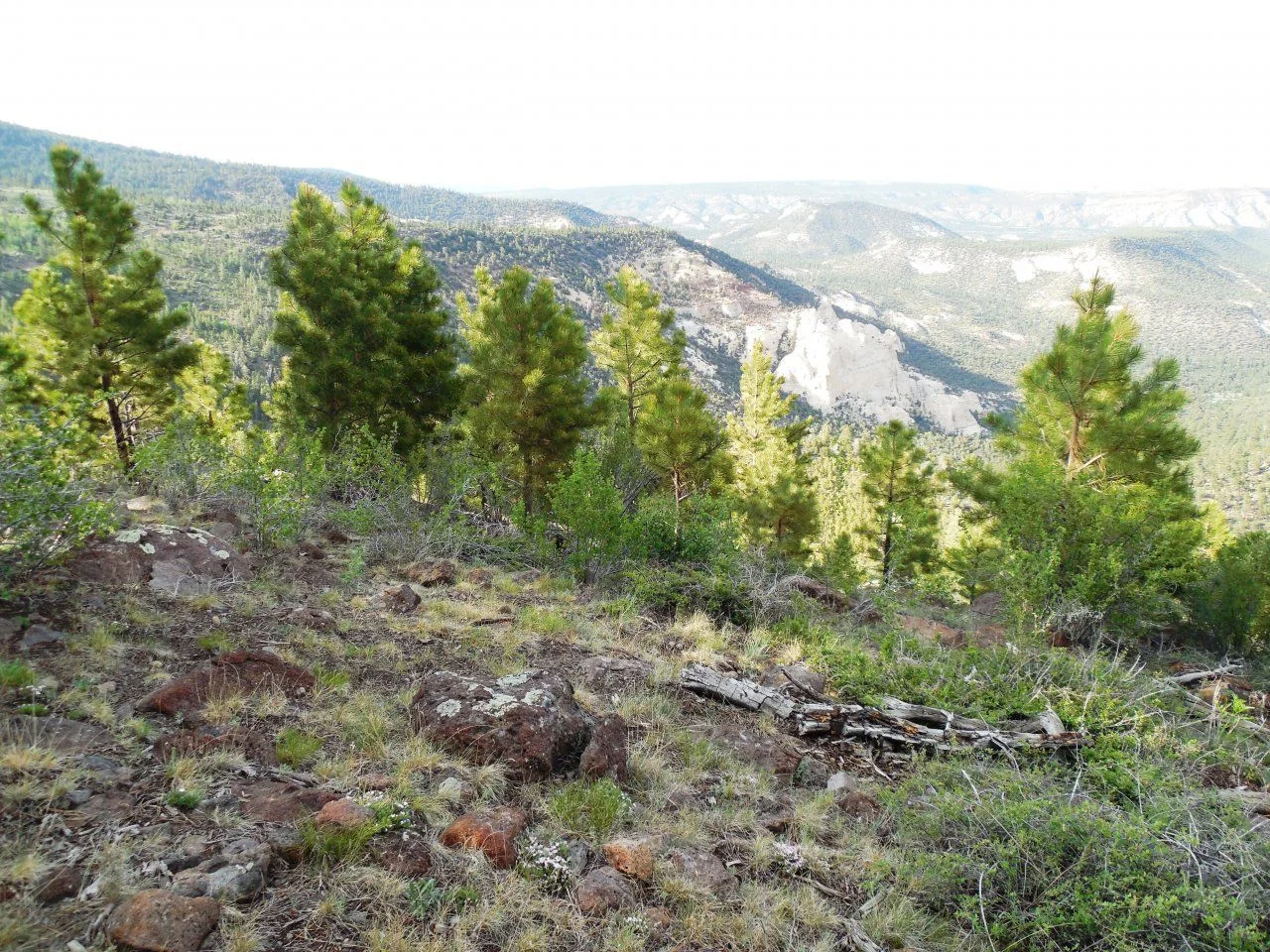 20140611_V_Dixie NF camp.webp
