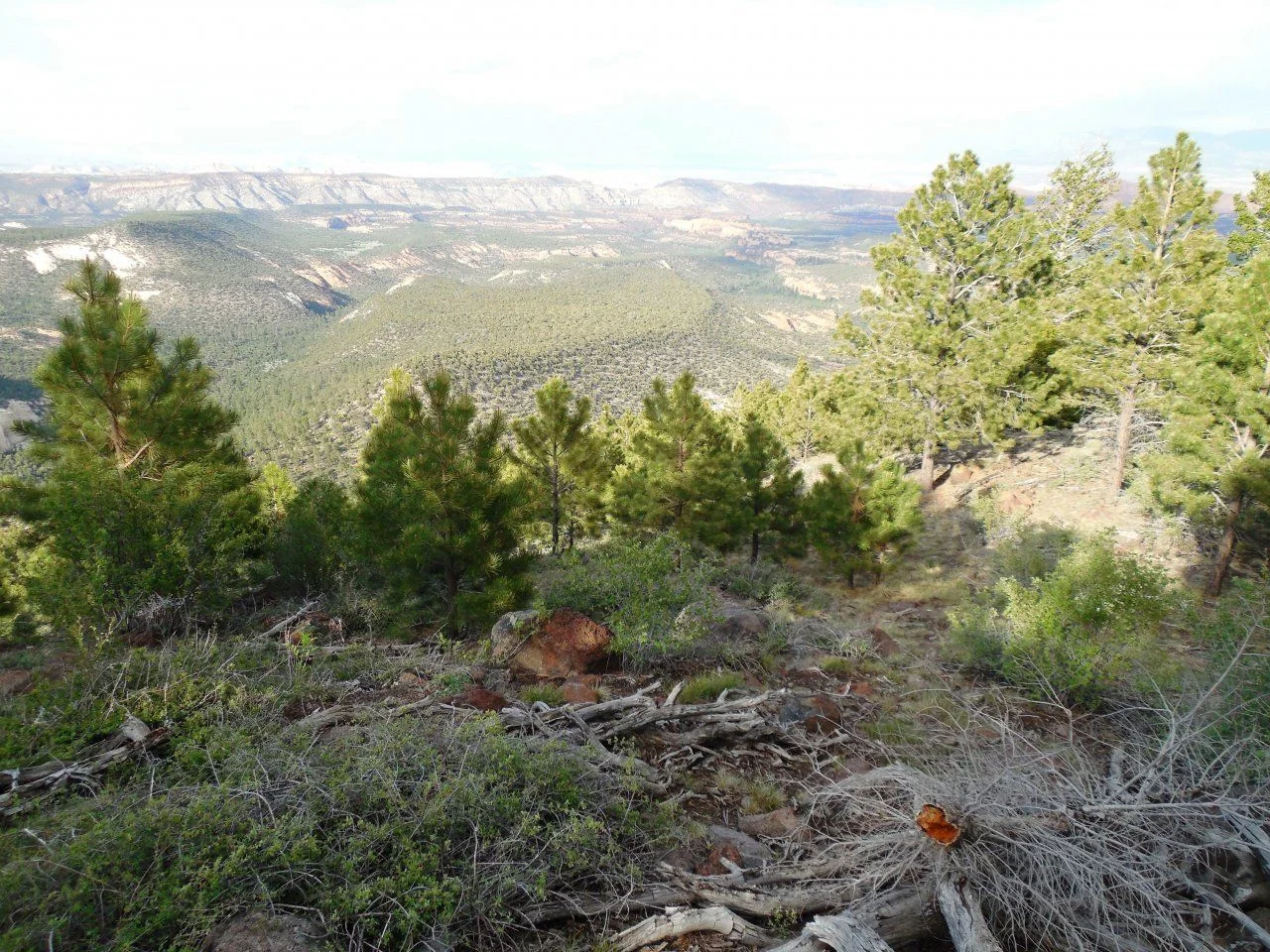 20140611_W_Dixie NF camp.webp