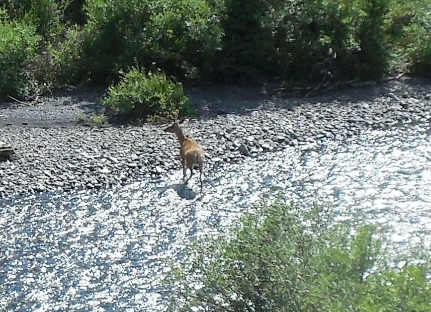 20140719_G_Critter.webp