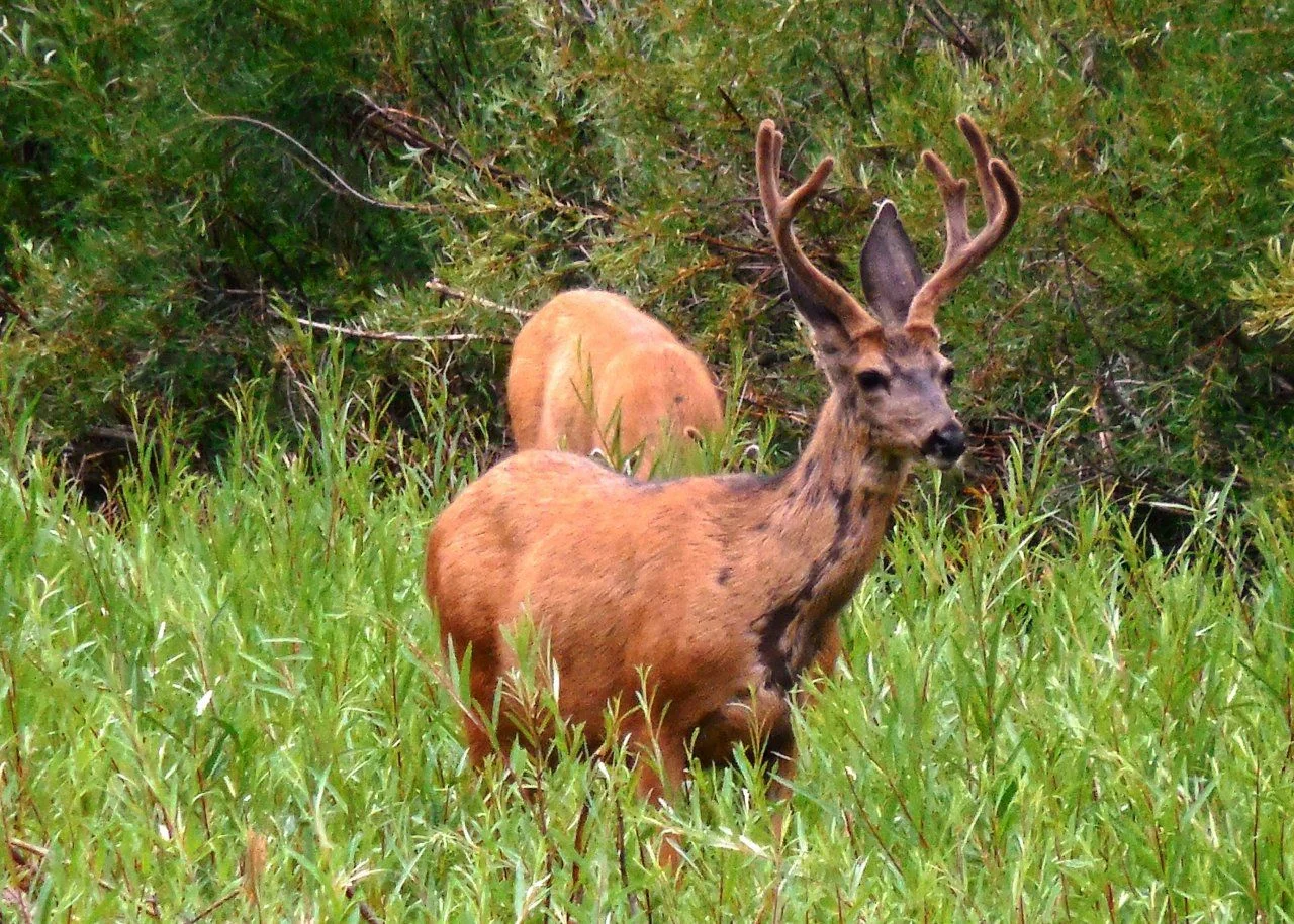 20140814_A_Critter.webp
