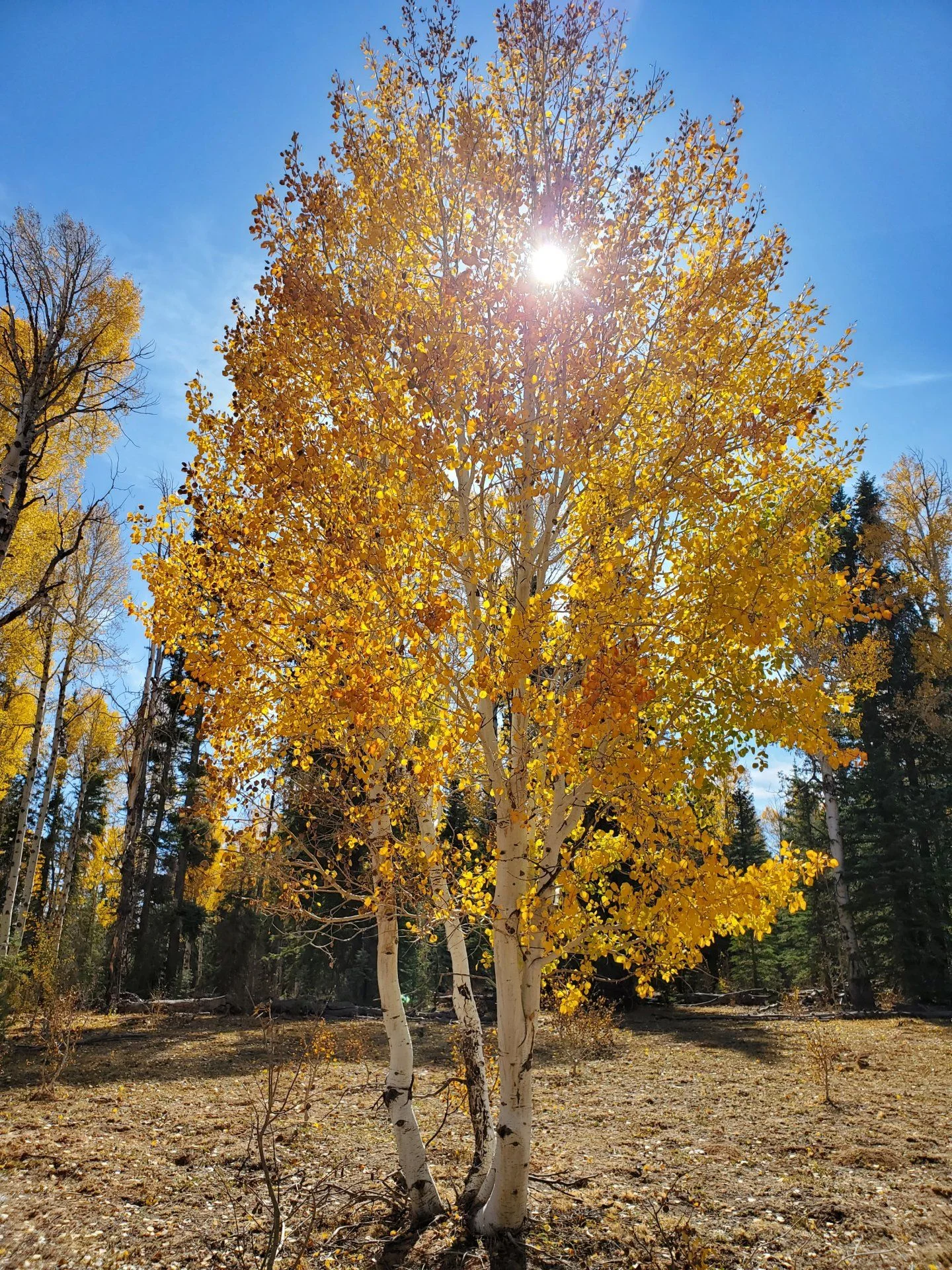 20201010_133641.webp