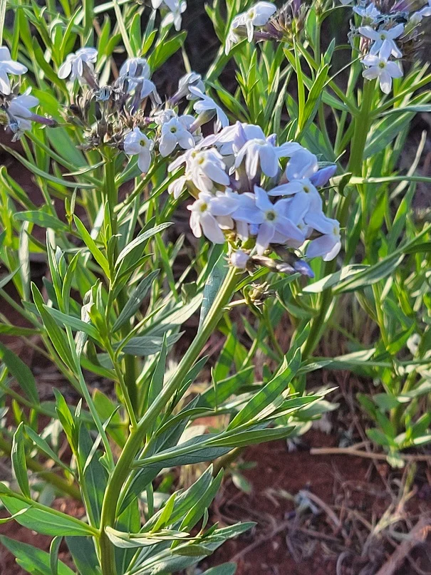 20240419_072408-sm.webp
