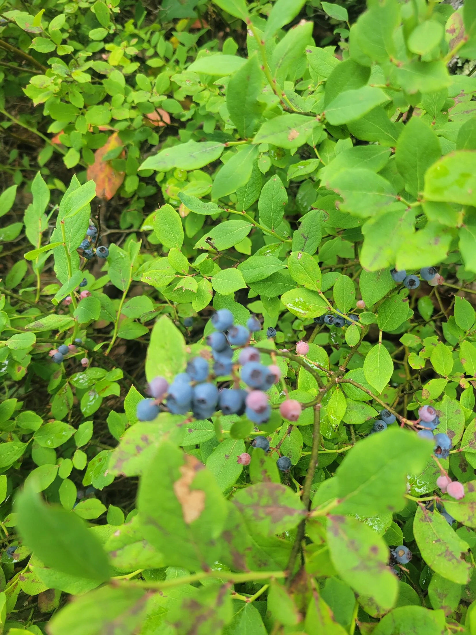 20240720_164916.webp