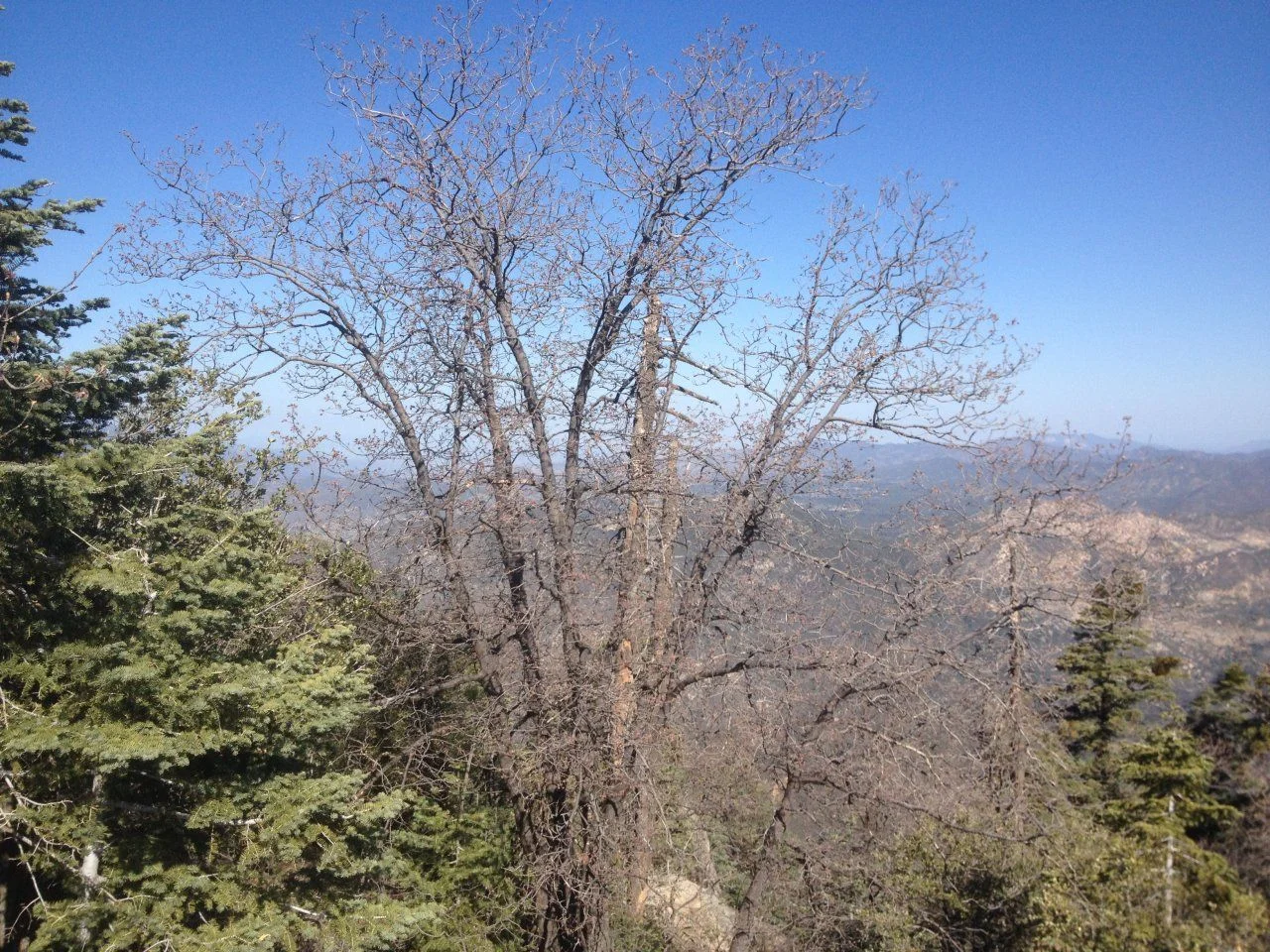 4-13-15 083.webp