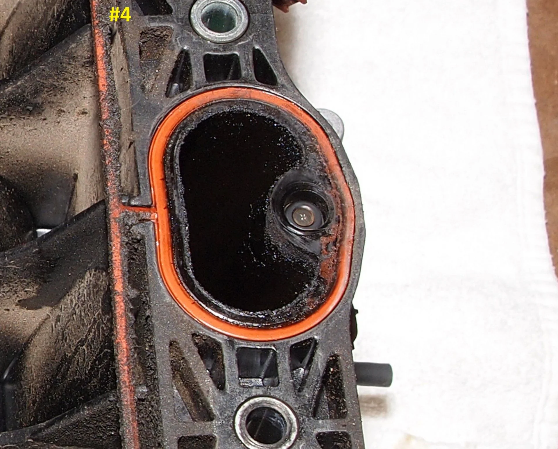 #4 Intake overnight on paper towel.webp