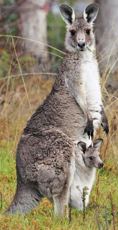 400px-Kangaroo_and_joey03.jpg