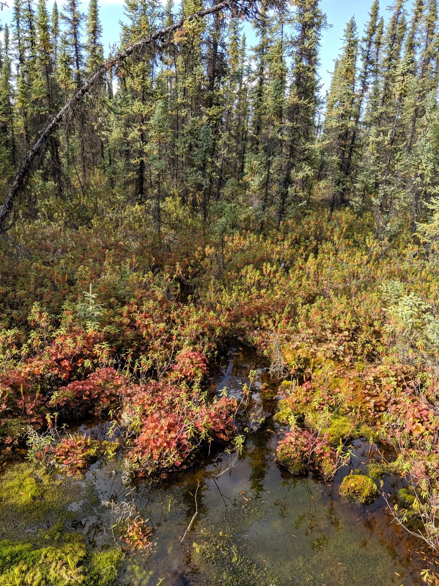 463C5138-FF33-4B70-94B8-5C90CEBBDF31.webp