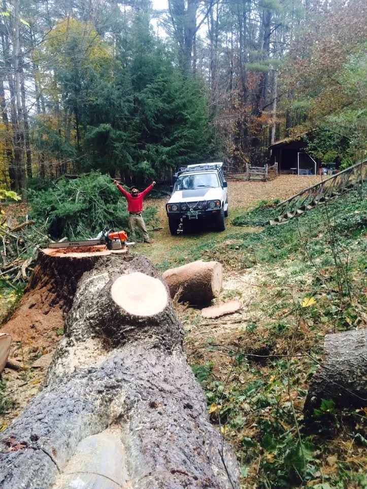 50"DBH pine.webp