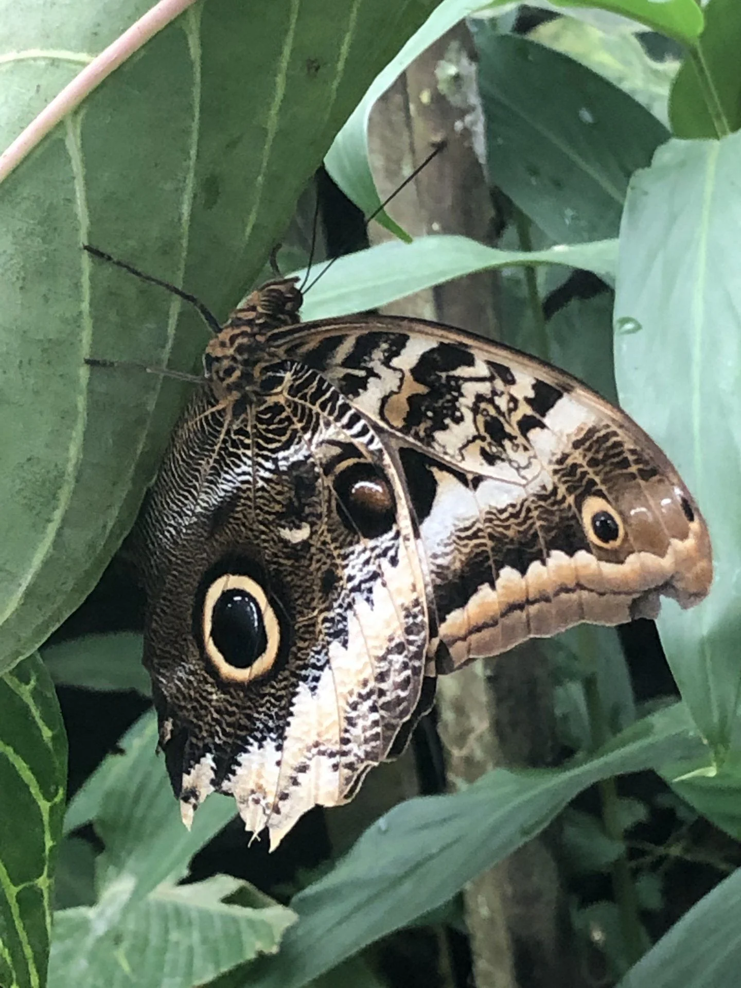 6'' butterfly.webp