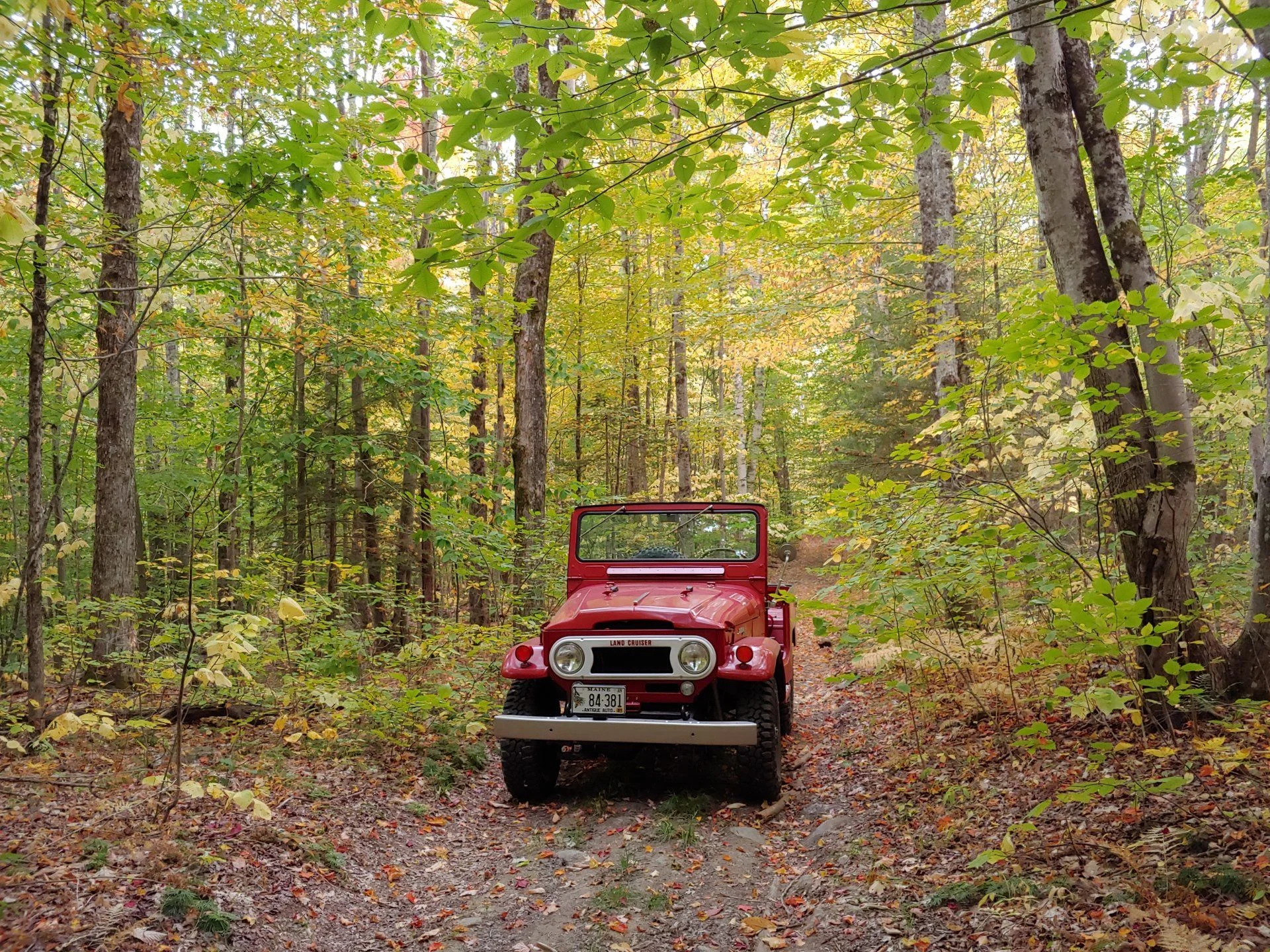 61 woods.webp