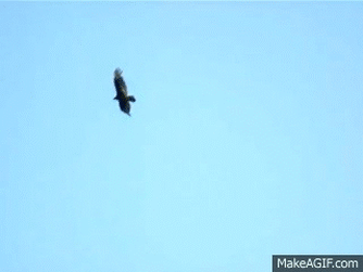 64DF0AAD-8003-41B9-9DE1-A9A9496BB0CB.gif