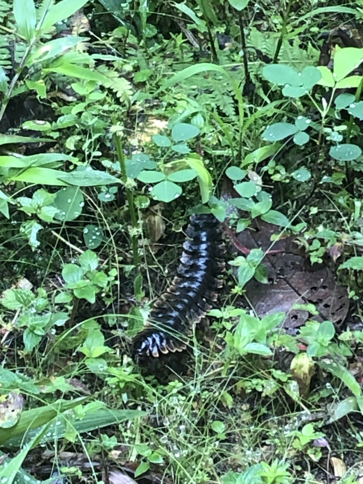 7'' milipede.webp