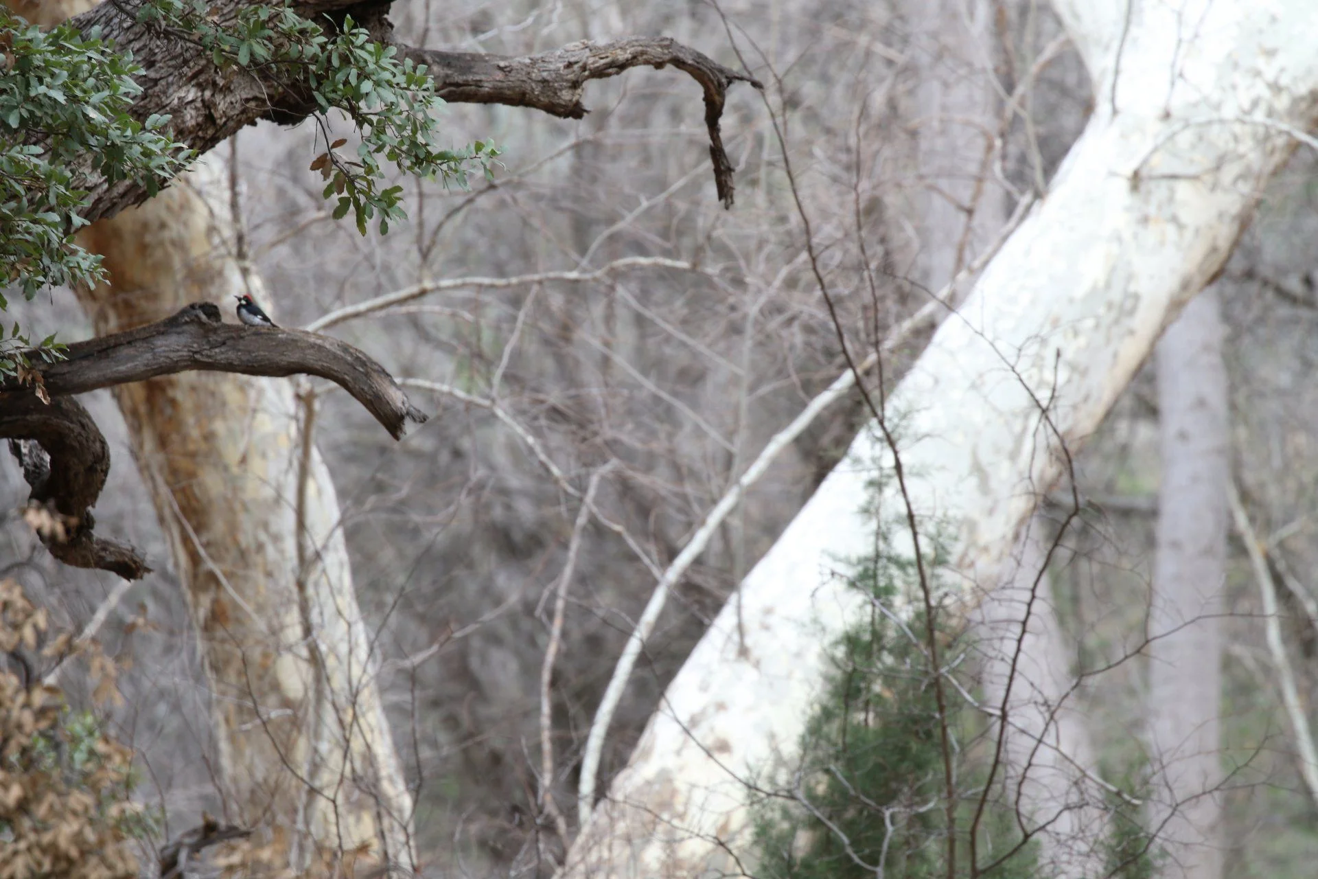 7D_13461Cropped.webp