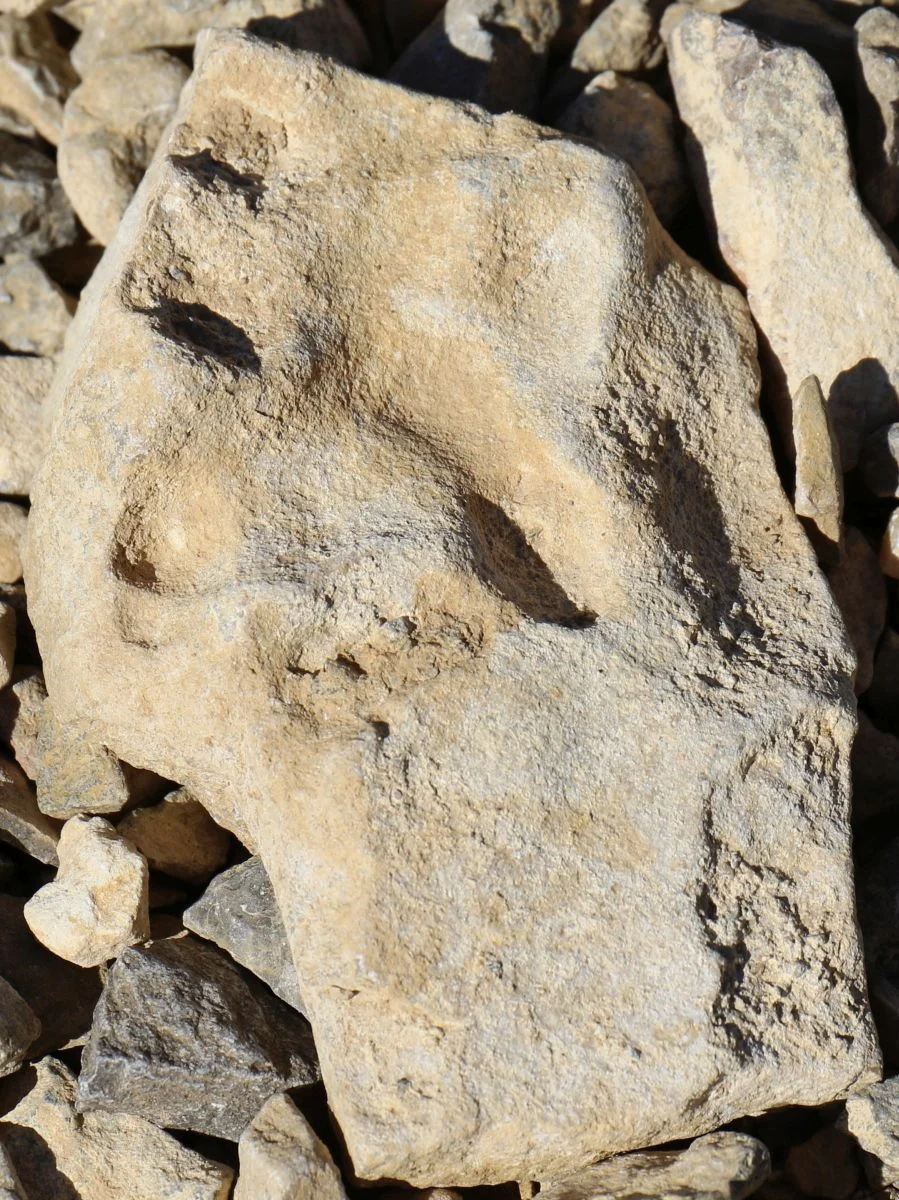 7D_31553 Cropped-small.webp