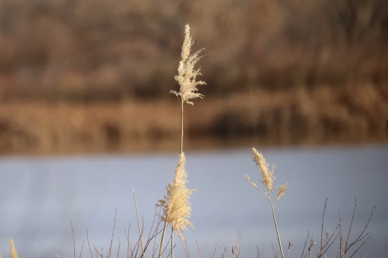 7D_41528-Small.webp