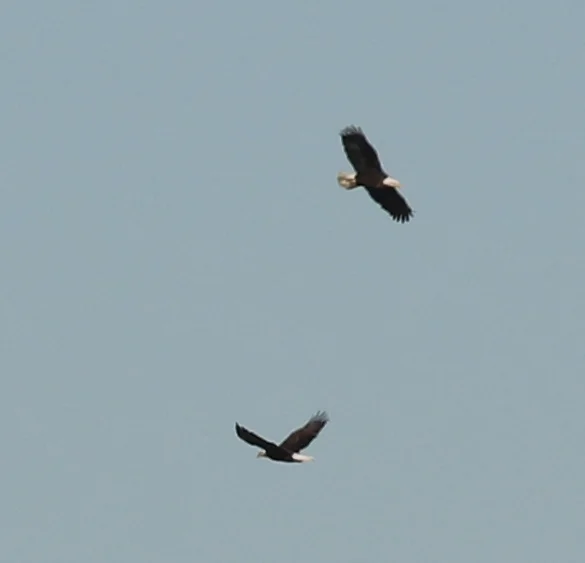 7D_41549c.webp