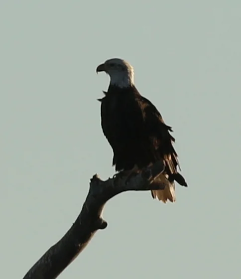 7D_41587c.webp