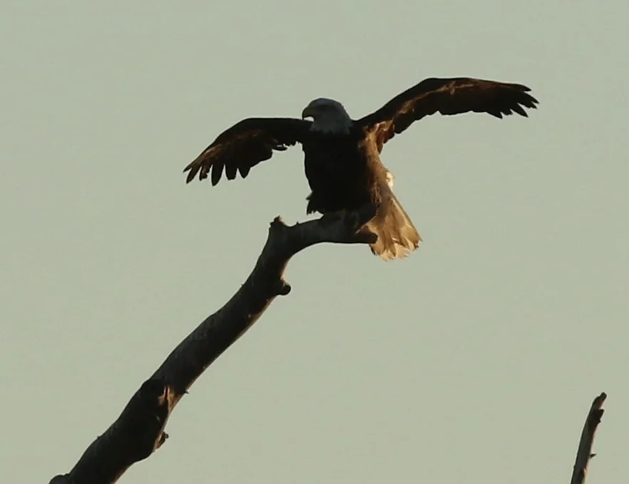 7D_41594c.webp