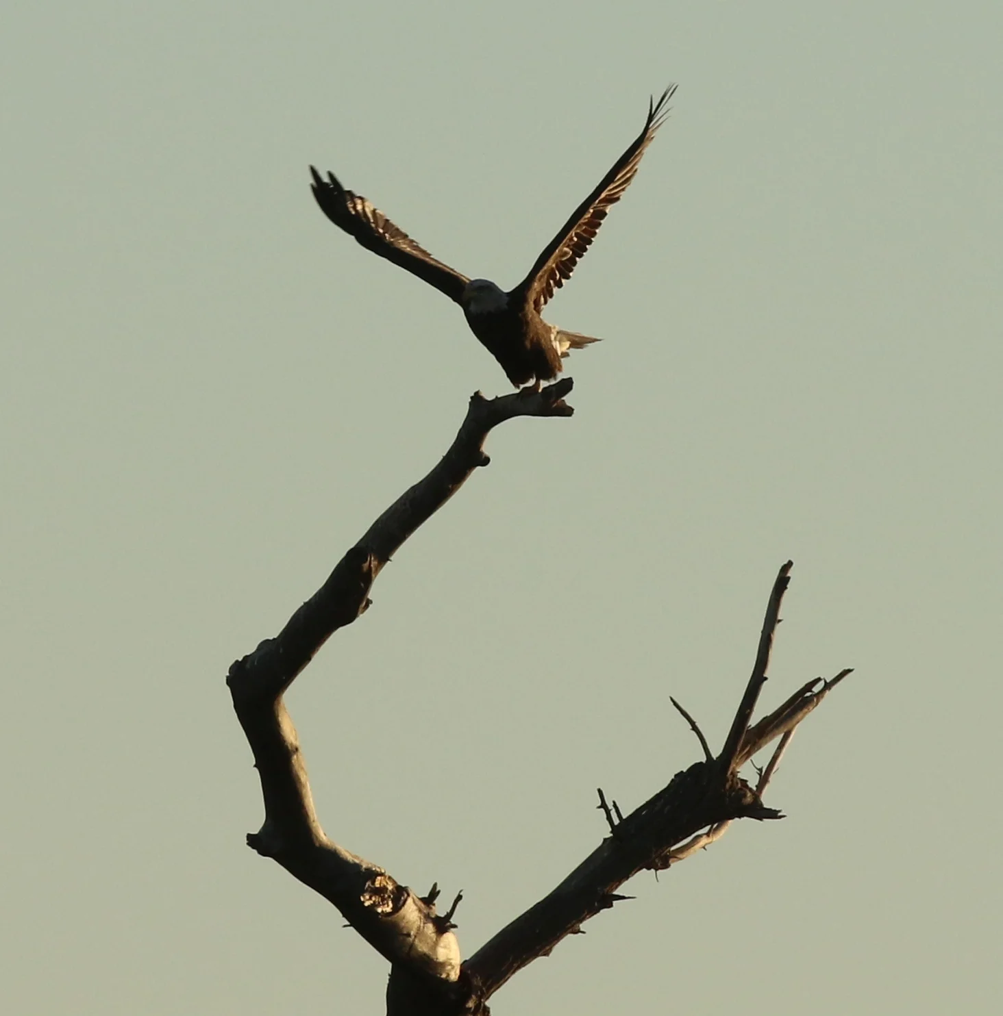 7D_41595c.webp