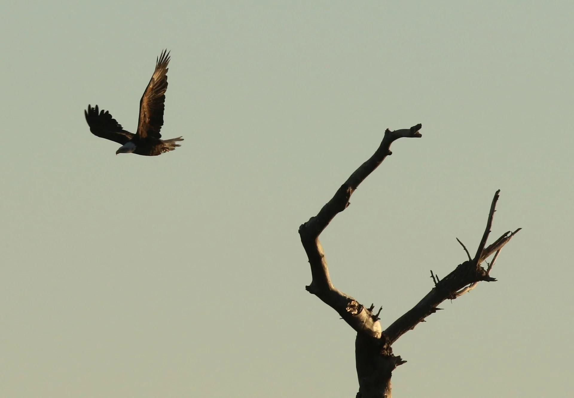 7D_41598c.webp