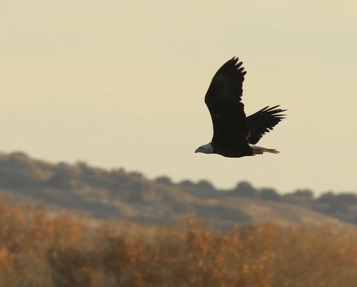 7D_41607c.webp