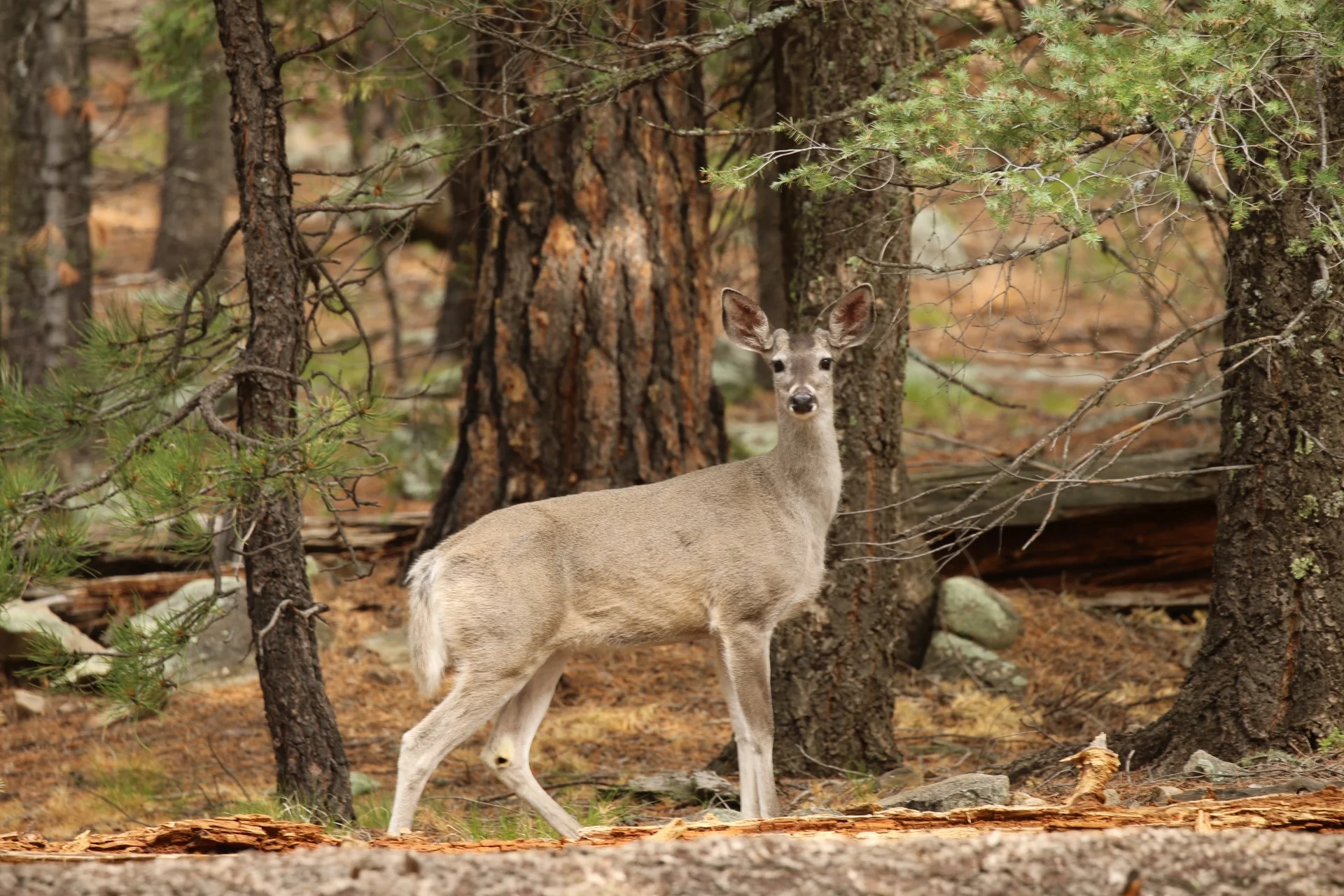 7D_43417-Small.webp
