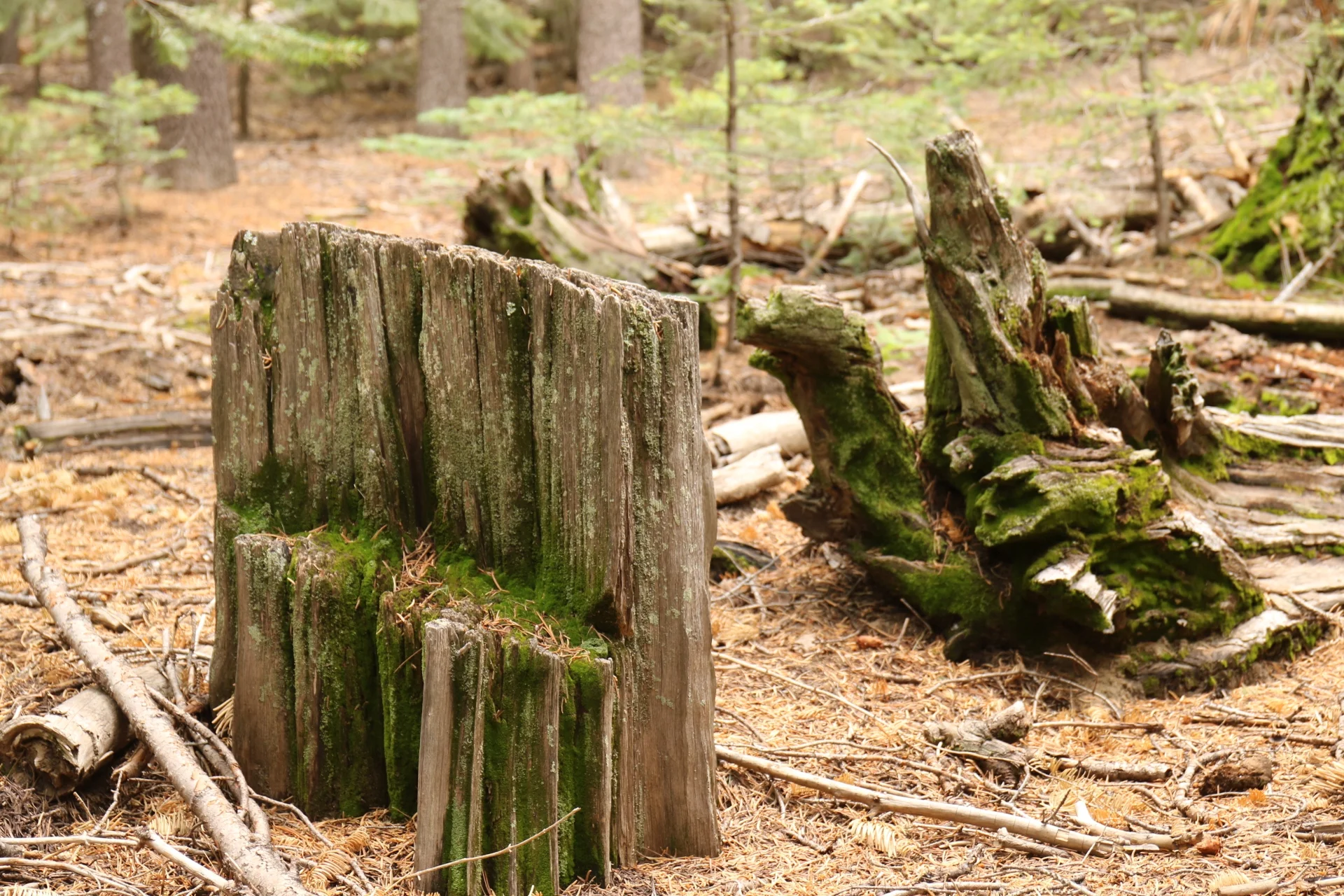 7D_43450-Small.webp