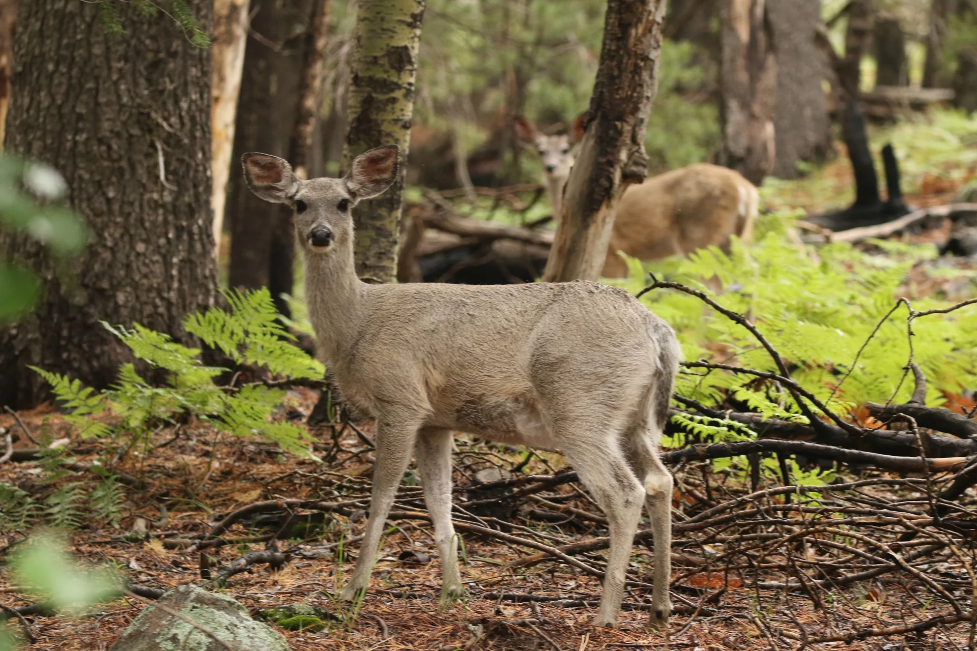 7D_43597-Small.webp